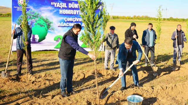 Ağstafada ağacəkmə aksiyaları davam edir - FOTOLAR